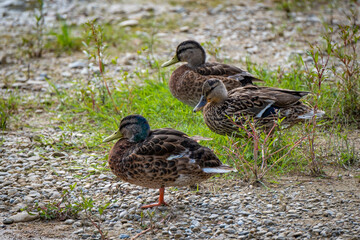 close shot of wonderful pairs and families of wild ducks in a local bird protection area at the...