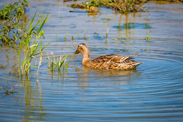 close shot of female wild ducks in a local bird protection area at the lake constance