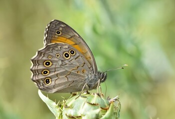 wildlife images. photos of various butterflies.