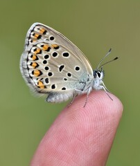 wildlife images. photos of various butterflies.