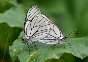 wildlife photos. photos of butterflies in natural areas.