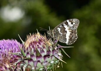 wildlife images. photos of various butterflies.
