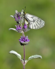 Photos of butterflies and insects.