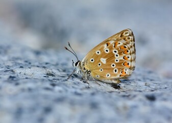 flowers and butterfly in natural life