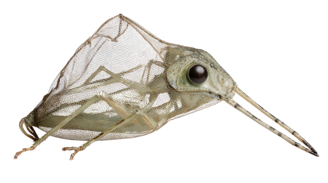 Insect head net with elastic edge background isolated on a Transparent background, PNG file.