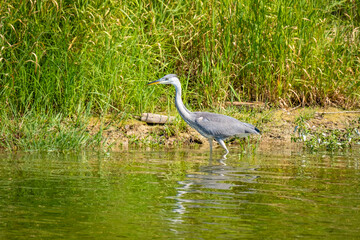 Close shot of a grey heron at the Lake Constance