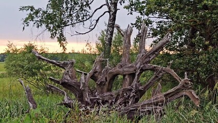 Roots of a tree that are sticking out of ground. old roots of tree stick out in forest. Beautiful summer country natural evening landscape. concept of unity with nature