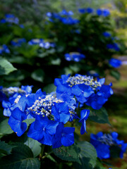鮮やかな濃いブルーの紫陽花の花