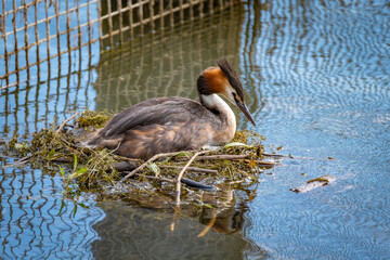 close shot of single and families of great crested grebe in a local bird protection area at the Lake Constance