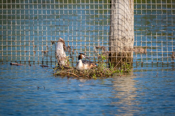 close shot of single and families of great crested grebe in a local bird protection area at the...