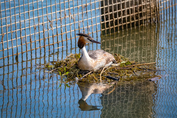 close shot of single and families of great crested grebe in a local bird protection area at the...