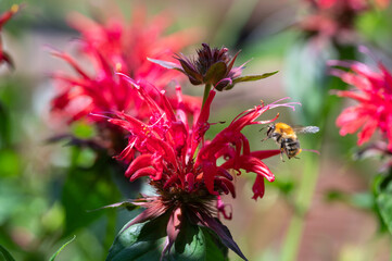 Hummel fliegend auf Indiandernessel