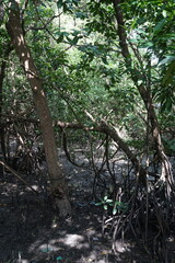 mangrove