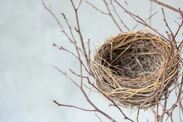 Empty Bird Nest, Tree Branches, Nature, Wildlife, Spring, Nest Building, Birds, Habitat, Empty Nest, Twig