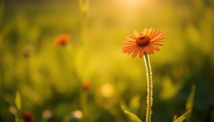 Obraz premium Orange flower in a sunlit field with beautiful bokeh and blurred background