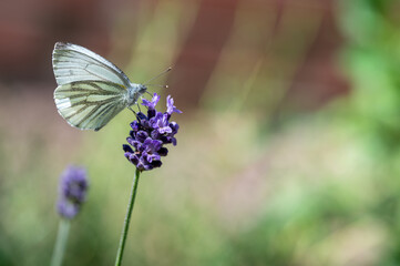 Schmetterling auf Lavendel