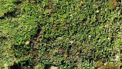 Dense green ground cover with small leaves in sunlight, for organic textures, gardening themes, natural backgrounds, or eco design concepts.