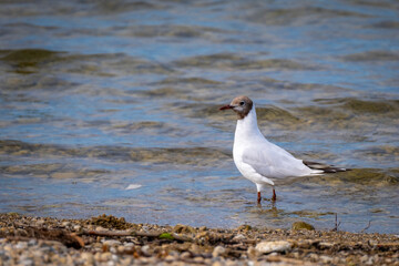 close shot of black-headed gulls at the lake Constance