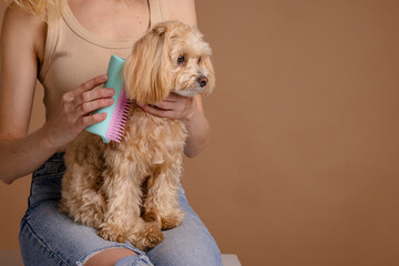 Woman Grooming Fluffy Dog at Home Pet Care and Animal Hygiene Concept