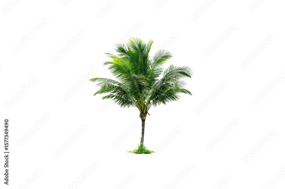 Poster isolated single palm tree with green fronds and a slender trunk against a solid transparent backgrou