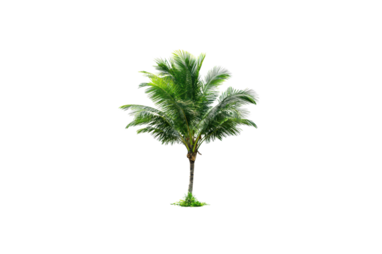 Isolated Single Palm Tree With Green Fronds And A Slender Trunk Against A Solid Transparent Background Transparent Background