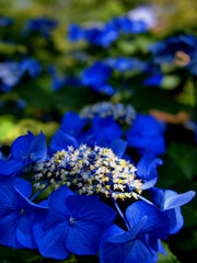 目の覚めるような鮮やかな濃いブルーの紫陽花の花