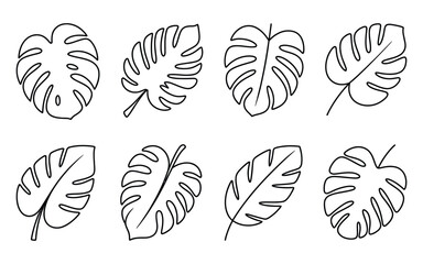 Black Line Drawings of Monstera Leaves Various Shapes and Orientations on White Background leaf © Vector_Nest