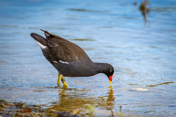 close shot of colorful common moorhen in a bird protection area at the lake constance