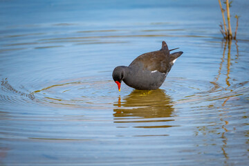 close shot of colorful common moorhen in a bird protection area at the lake constance