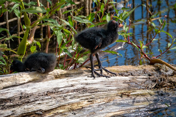 close shot of baby common moorhen in a bird protection area at the lake constance