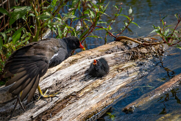 close shot of colorful common moorhen in a bird protection area at the lake constance