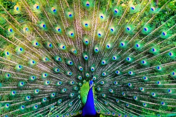 Naklejka premium Magnificent peacock displaying its vibrant iridescent blue and green train feathers