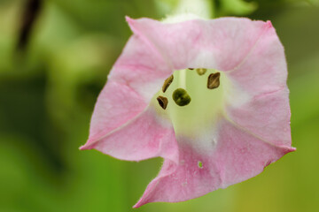 The pink flower of the tobacco tree; macrophotography captured in a farm in the eastern Andean...