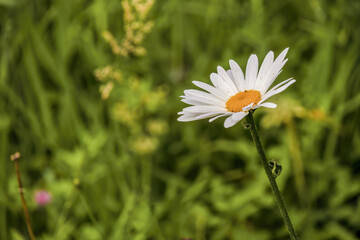 A white daisy flower against the green background of the forest, in the eastern Andean mountains of central Colombia near the Iguaque natural reserve.