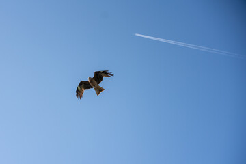 青空を舞うトンビと飛行機雲