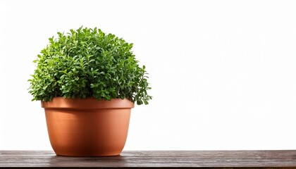 green boxwood plant in terracotta pot isolated on white background
