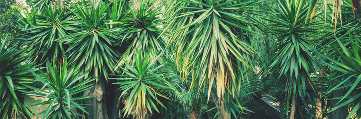 Yucca gigantea in the park. Foliage nature background. Horizontal banner
