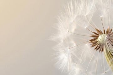 Obraz premium Close-up of Delicate Dandelion Seed Head: Nature's Fragility