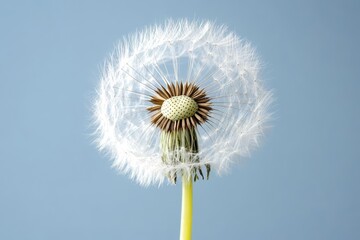 Fototapeta premium Dandelion Seed Head: Nature, Plant, Flower, White, Seeds, Bloom, Stem, Botany, Growth, Close-up