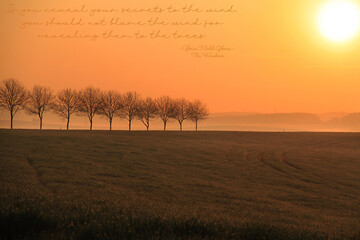 Trees, Sunrise, and Mist