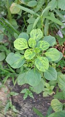 Acalypha Indica Plant on Green Leaves Background