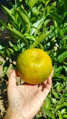 Fresh orange fruit held by hand on tree branch with green leaves in sunlight.
