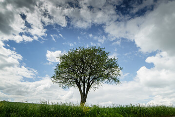 Obraz premium tree under a cloudy blue sky