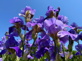 Iris blooms purple petals on blue sky.