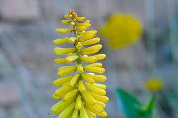 Kniphofia are native to Africa. Common names include tritoma, red hot poker, torch lily and poker plant. Side view, macro shot, close-up, blurred background. 