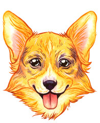 Watercolor portrait of smiling Welsh Corgi dog face on transparent background