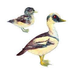 Watercolor duck and duckling standing together on transparent background
