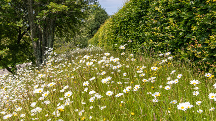 Ox eye daisies in a wildflower verge.