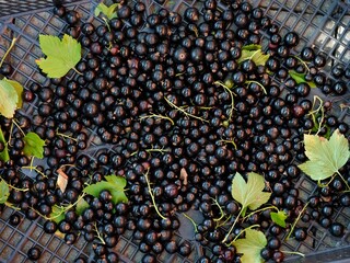 Close-up of ripe black currants with leaves in crate
