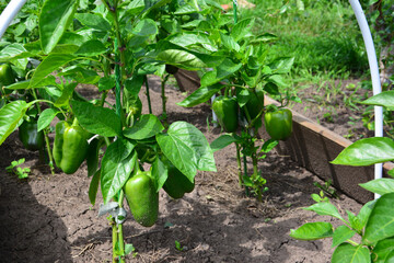 Green bell pepper plants in a garden bed with lush foliage
